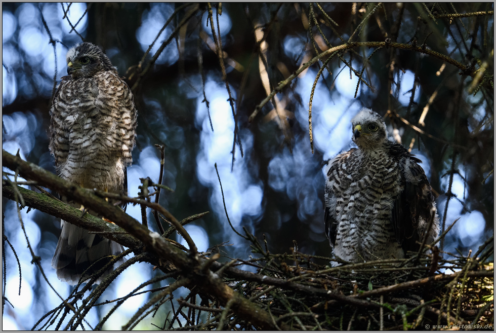 Brüderchen und Schwesterchen... Sperber *Accipiter nisus*