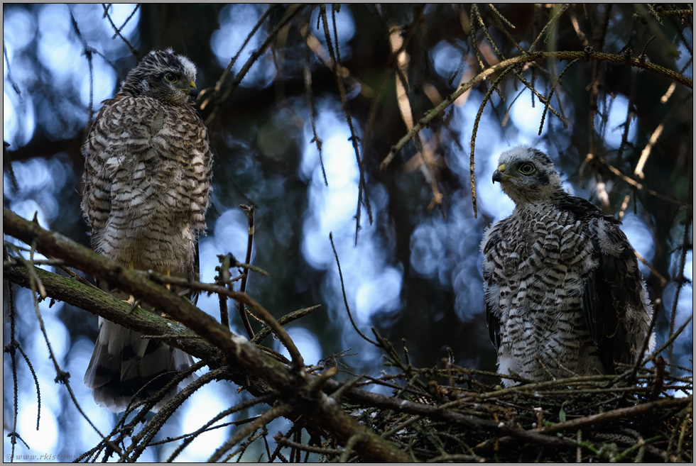 am Sperberhorst... Sperber *Accipiter nisus*