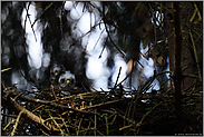 geheimnisvoll... Sperberküken *Accipiter nisus*