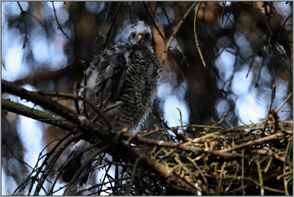 es geht ihm gut... Jungsperber *Accipiter nisus*