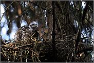 noch immer im Nest... Sperber *Accipiter nisus*