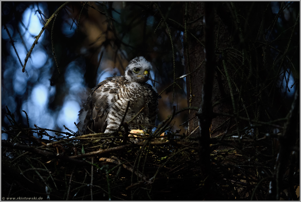 wunderbares Licht... Sperber *Accipiter nisus*