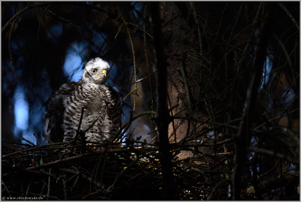 im Lichtspot... Jungsperber  *Accipiter nisus*