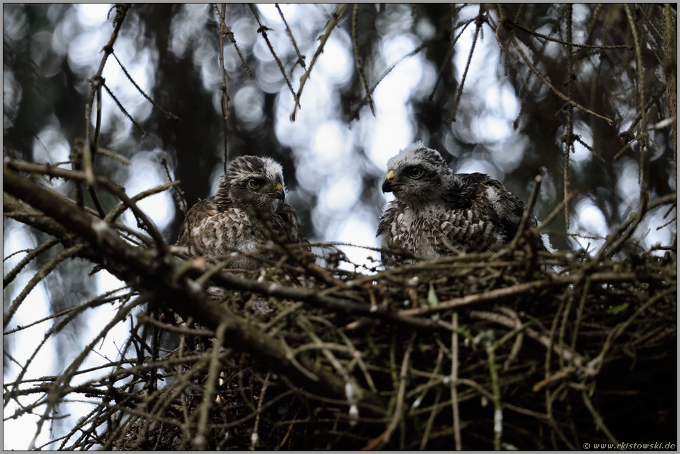 gemeinsam... Sperber *Accipiter nisus*