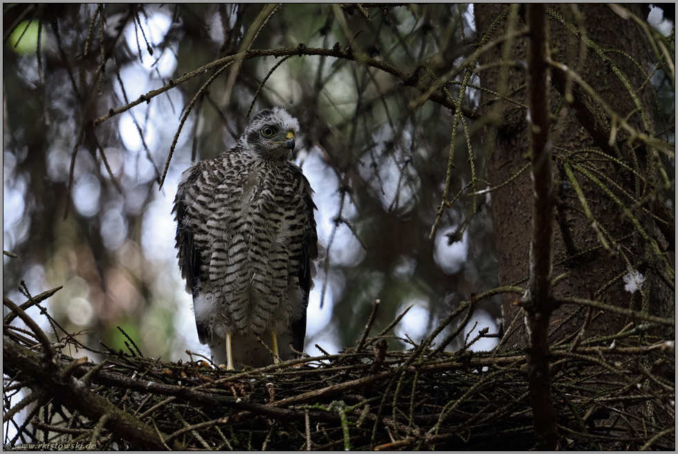 stehend im Horst... Sperber *Accipiter nisus*