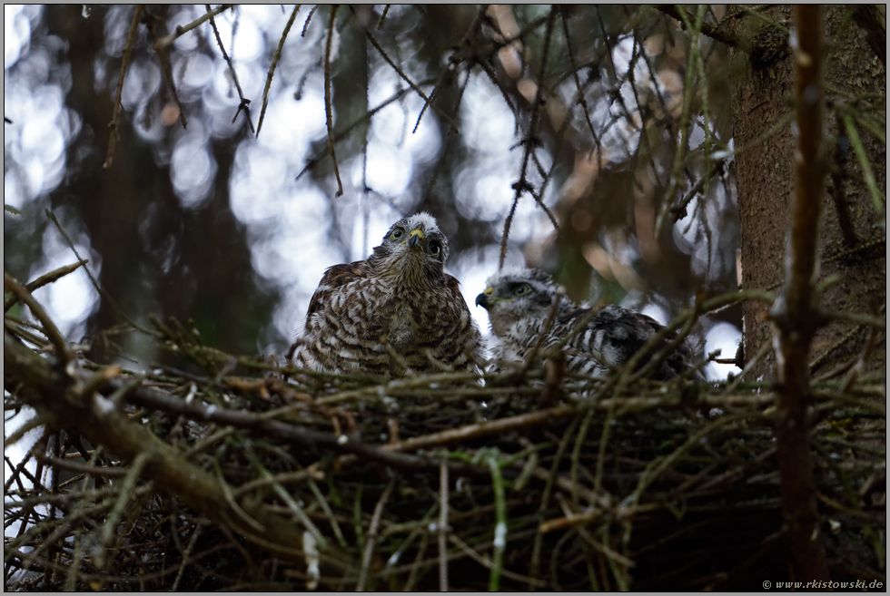 Geschwister... Sperber *Accipiter nisus*