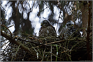 noch einmal gemeinsam im Nest... Jungsperber *Accipiter nisus*