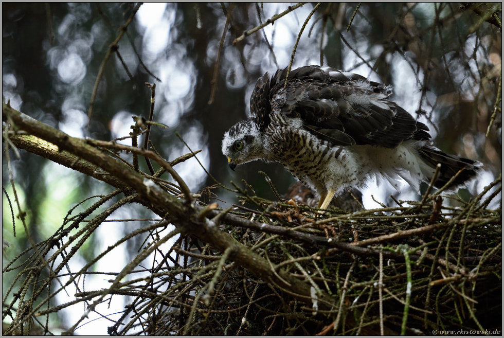 das junge Weibchen... Sperberästling *Accipiter nisus*