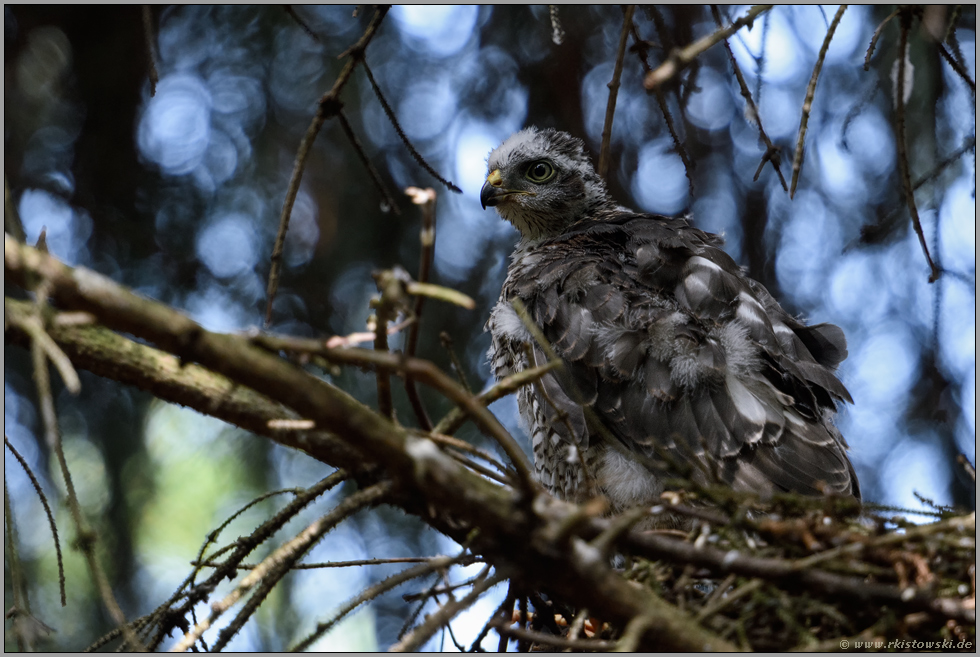 Jungsperber vor dem ersten Ausflug... Sperber *Accipiter nisus*