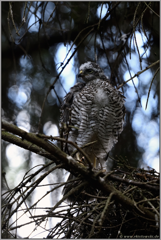 Jungsperber auf Horstrand... Sperber *Accipiter nisus*