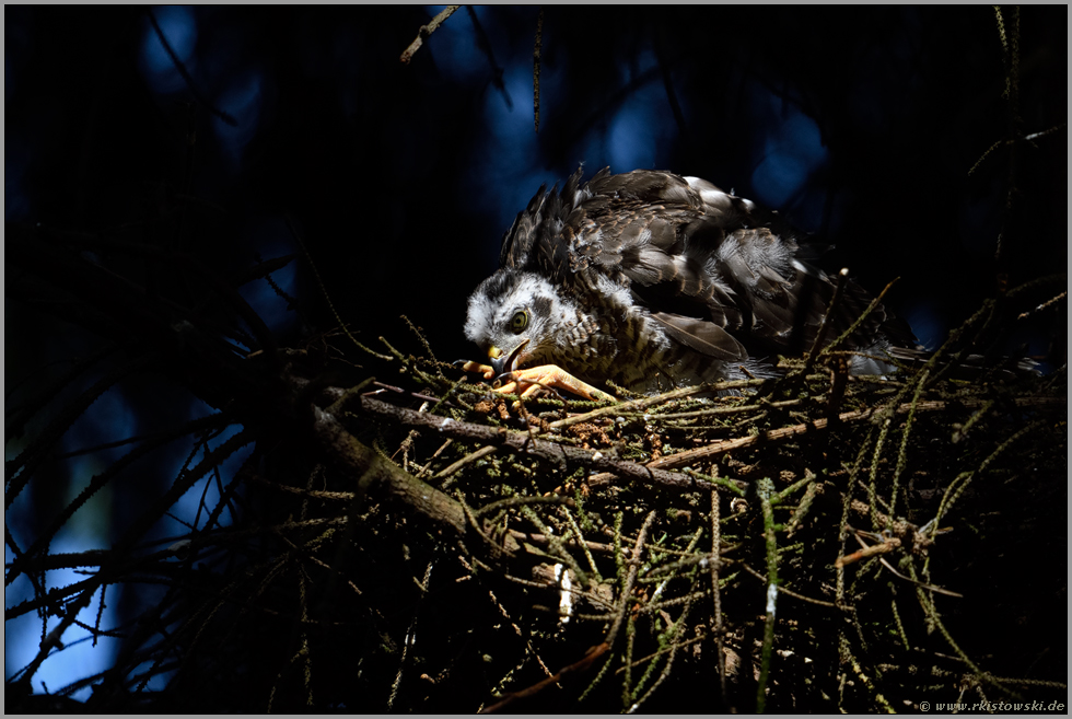 nur für Sekunden... Sperber *Accipiter nisus*