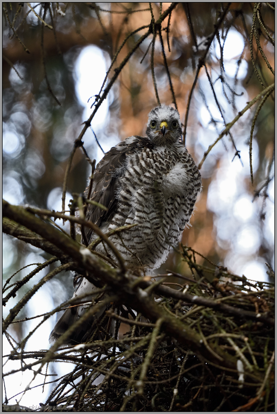 spätes Licht... Jungsperber *Accipiter nisus*