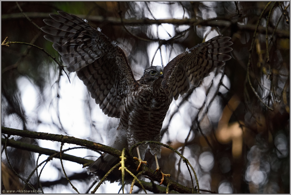 flügge... Jungsperber *Accipiter nisus*