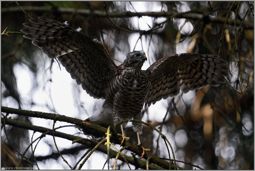 fertig für ein neues Leben... Sperber *Accipiter nisus*