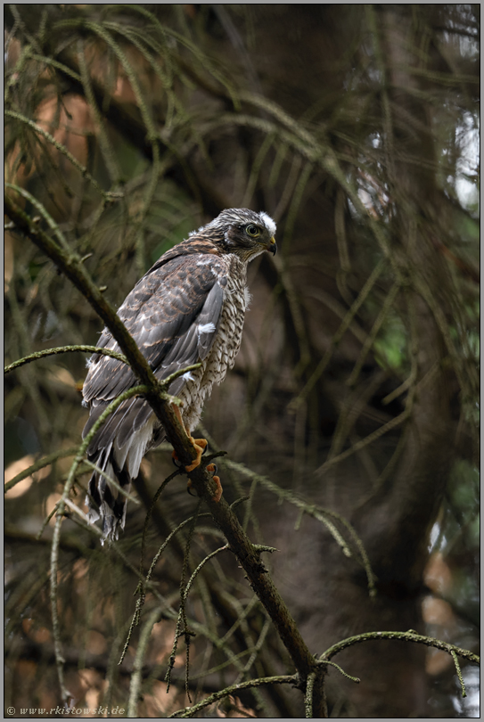 so frei saß er nur ein einziges Mal... Sperber *Accipiter nisus*, Jungvogel