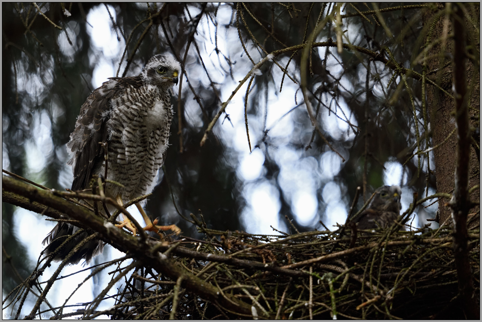 einer und noch einer... Sperber *Accipiter nisus*