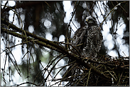 in greifvogeltypischer Manier... Sperber *Accipiter nisus*