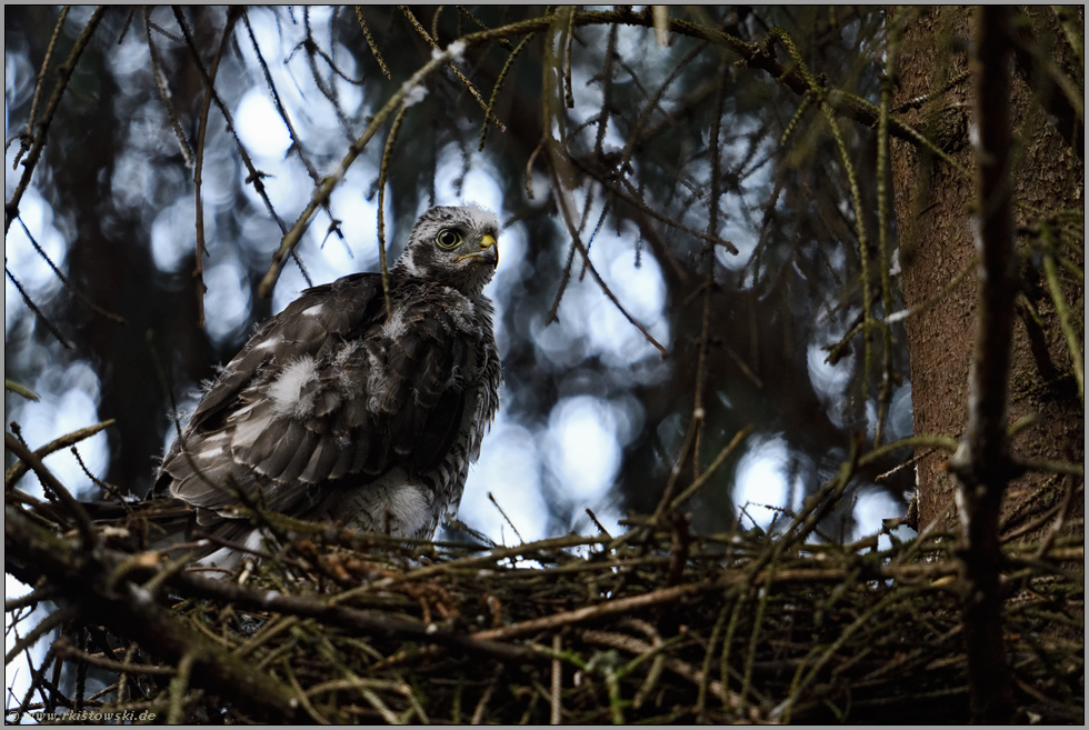 allein auf dem Horst... Sperber *Accipiter nisus*