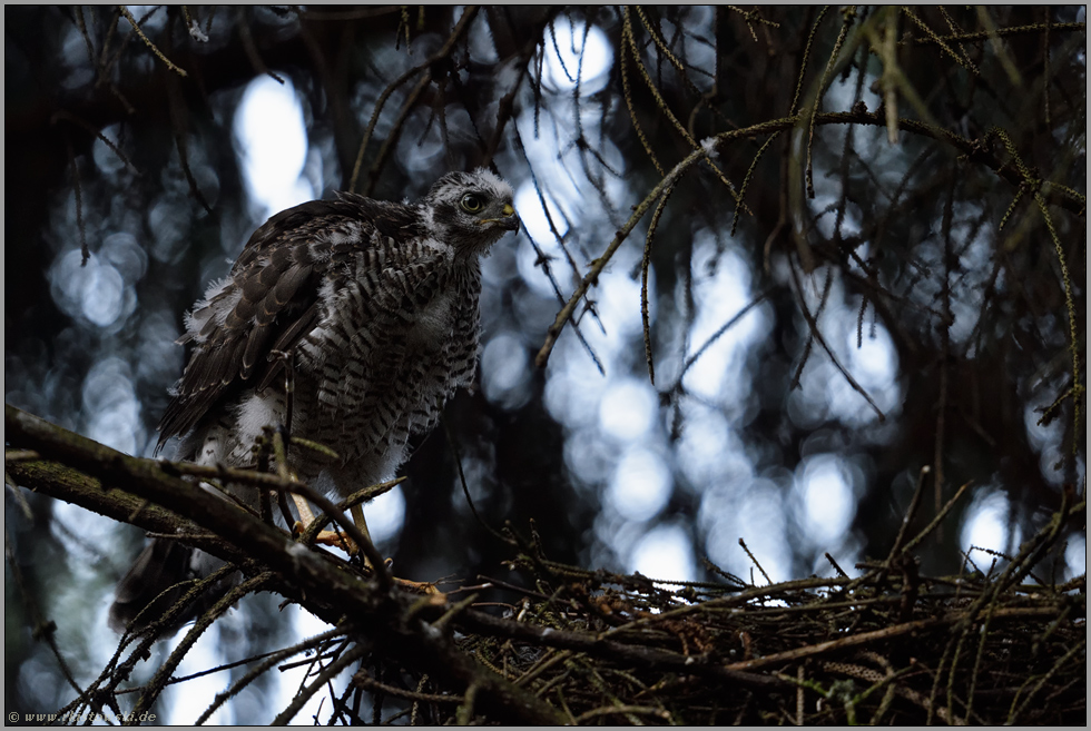 zurück... Sperber *Accipiter nisus*