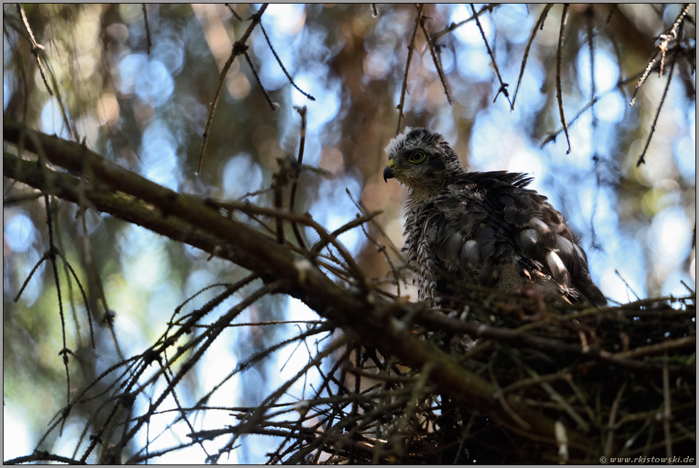 im Lichtermeer... Sperber *Accipiter nisus*