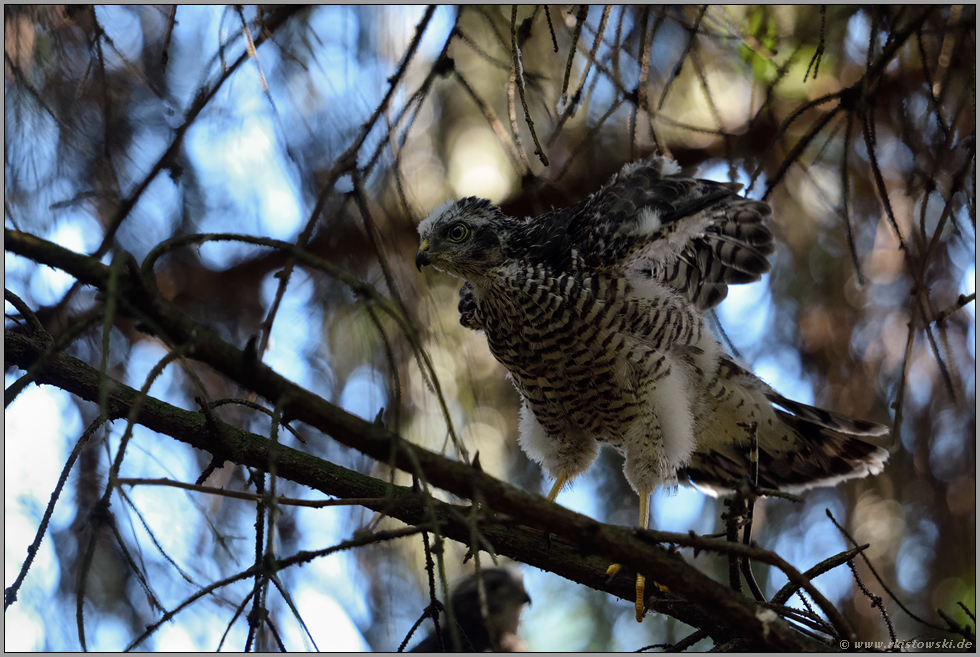 noch vorsichtig... Sperber *Accipiter nisus*