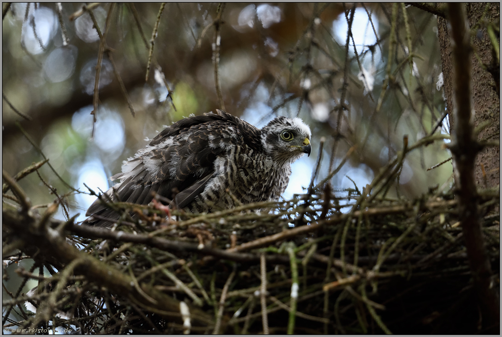 zurück im Nest... Sperber *Accipiter nisus*