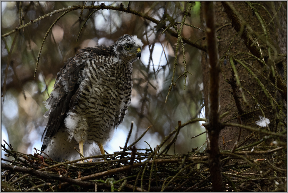 Änne... Sperber *Accipiter nisus*