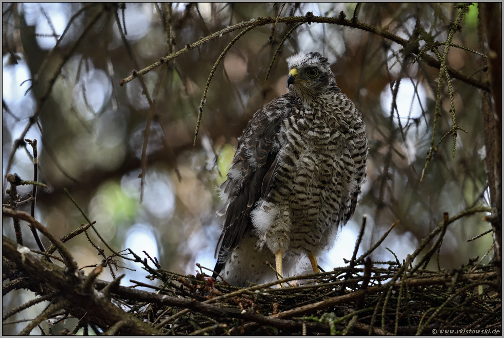 kleiner Vogel Greif... Sperber  *Accipiter nisus*