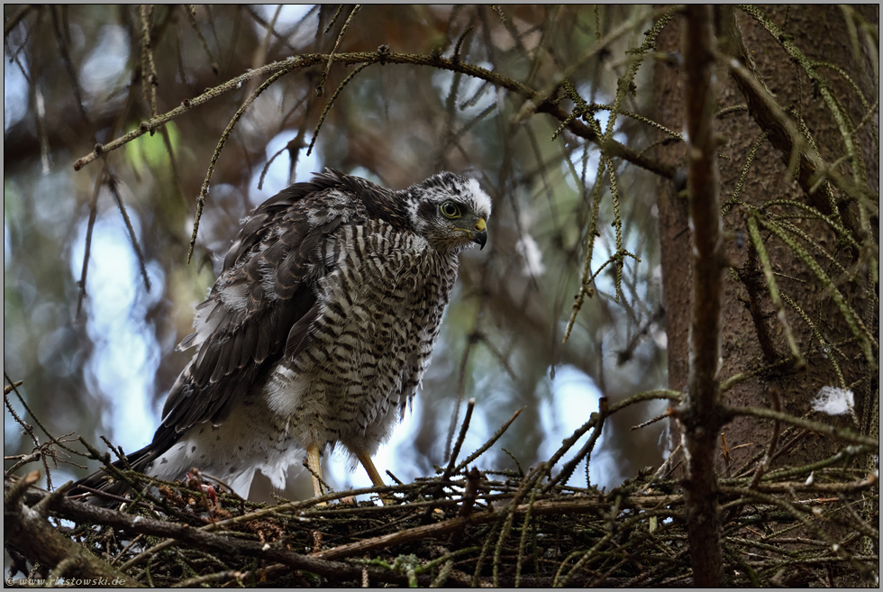 auf dem Horst... Sperberästling *Accipiter nisus*
