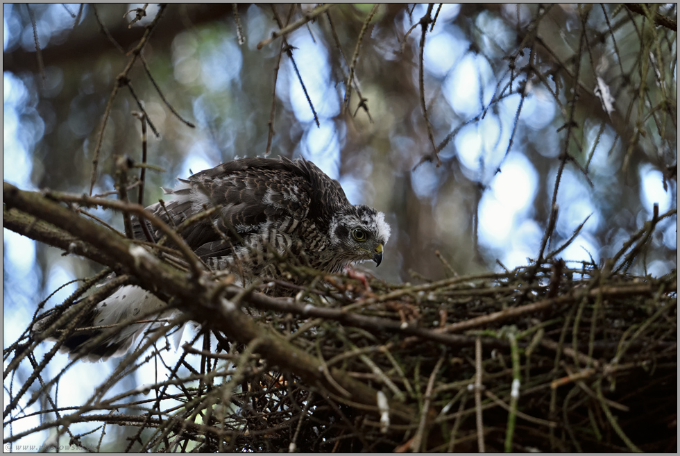 Blick ins Nest... Sperber *Accipiter nisus*
