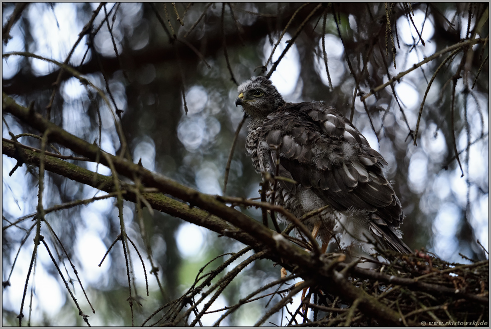 auf dem Absprung... Sperber *Accipiter nisus*