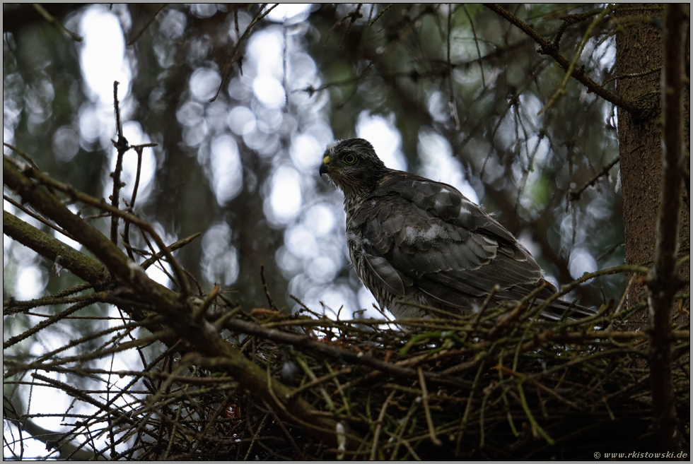 fast durchgemausert... Jungsperber *Accipiter nisus*