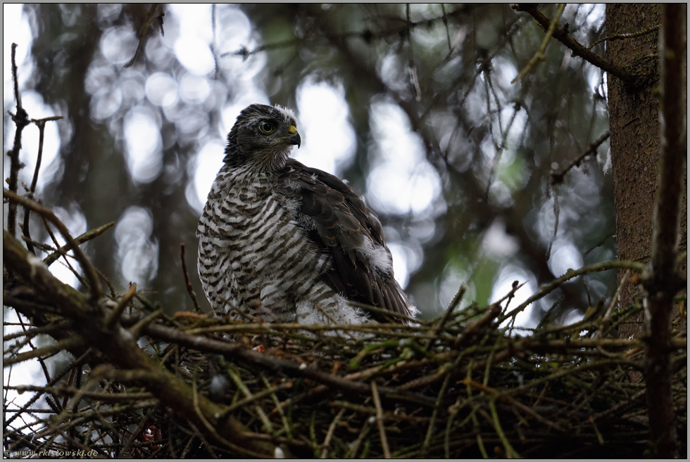 Änne... Sperber *Accipiter nisus*