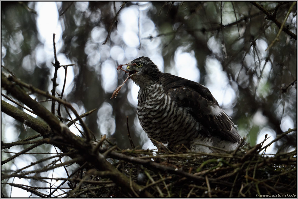 karge Kost... Sperber *Accipiter nisus*