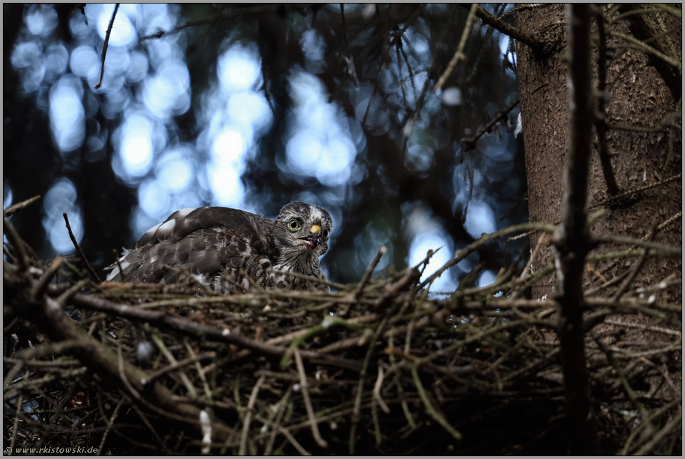 im Nest ist