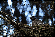 wacher Blick... Jungsperber *Accipiter nisus*