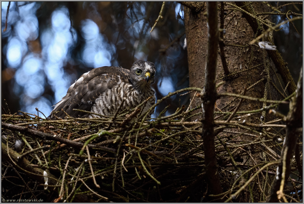 in alter Gewohnheit... Sperber *Accipiter nisus*