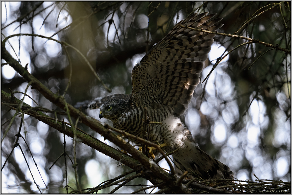 Abschied von Änne... Sperber *Accipiter nisus*