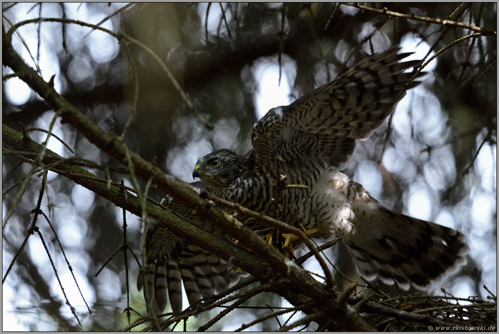 Abschied... Sperber *Accipiter nisus*