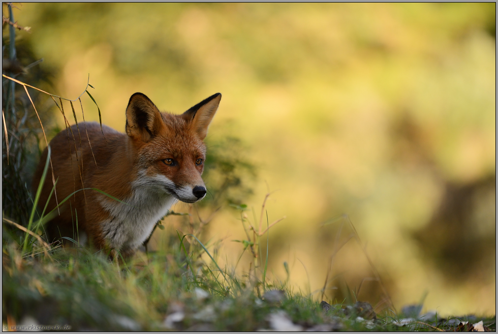 im schönsten Licht... Rotfuchs *Vulpes vulpes*