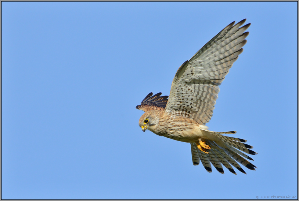 im Rüttelflug... Turmfalke *Falco tinnunculus*