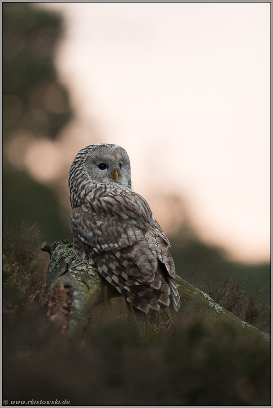 aufmerksamer Blick... Habichtskauz *Strix uralensis*