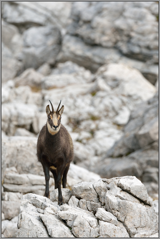 im Felsenmeer... Gämse *Rupicapra rupicapra*