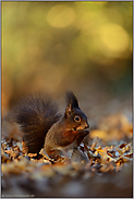 auf dem Waldboden... Europäisches Eichhörnchen *Sciurus vulgaris*