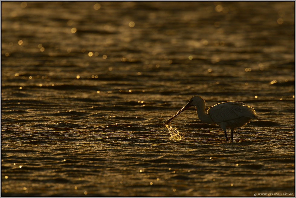 im Wattenmeer... Löffler *Platalea leucorodia*