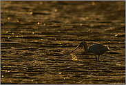 im Wattenmeer... Löffler *Platalea leucorodia*