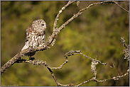 im alten Baum... Waldkauz *Strix aluco*