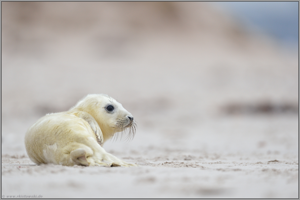 am weiten Sandstrand... Kegelrobbe *Halichoerus grypus*