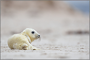 am weiten Sandstrand... Kegelrobbe *Halichoerus grypus*