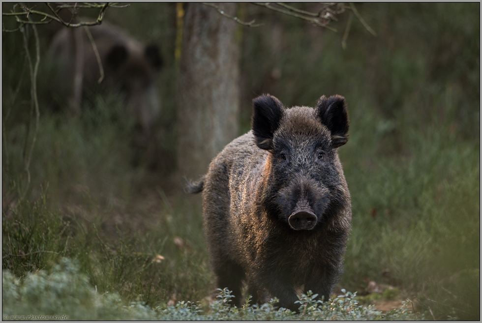 so gerade eben... Wildschwein *Sus scrofa*